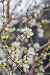白色山桃花