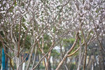 山桃花