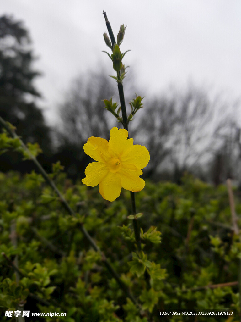 迎春花