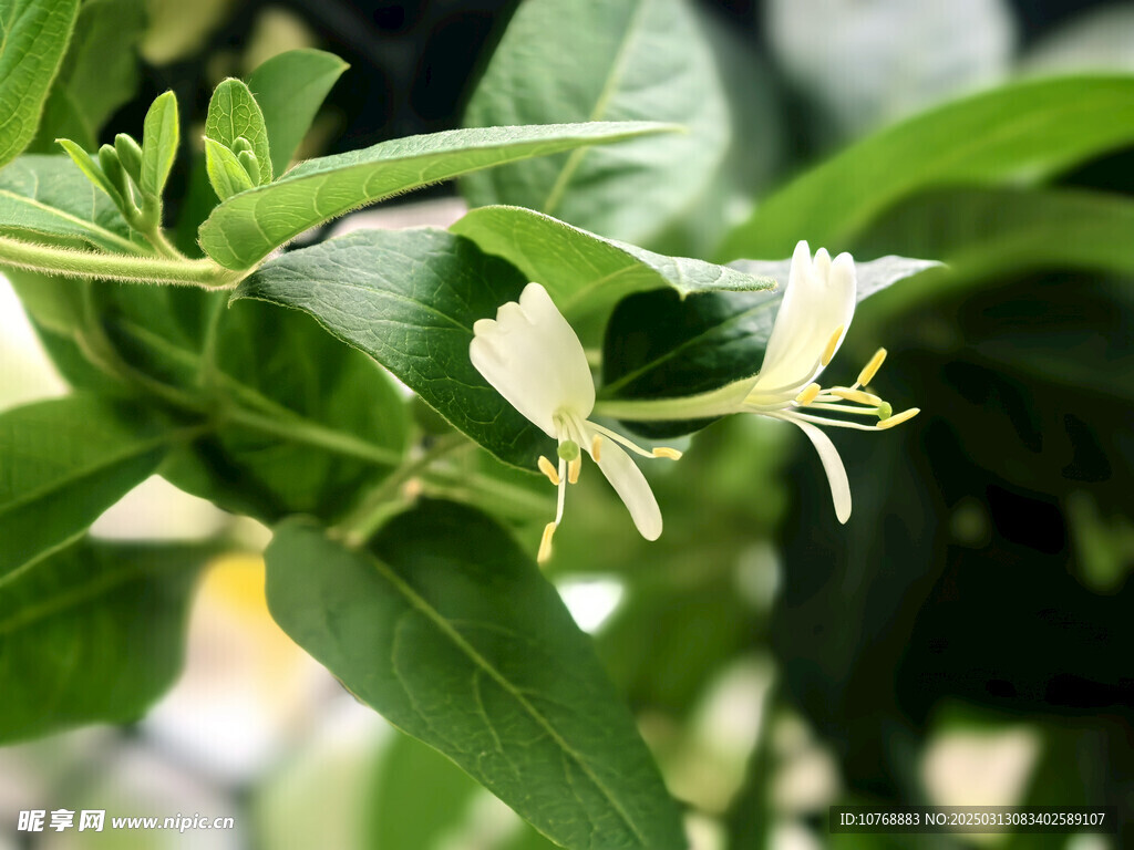 银花