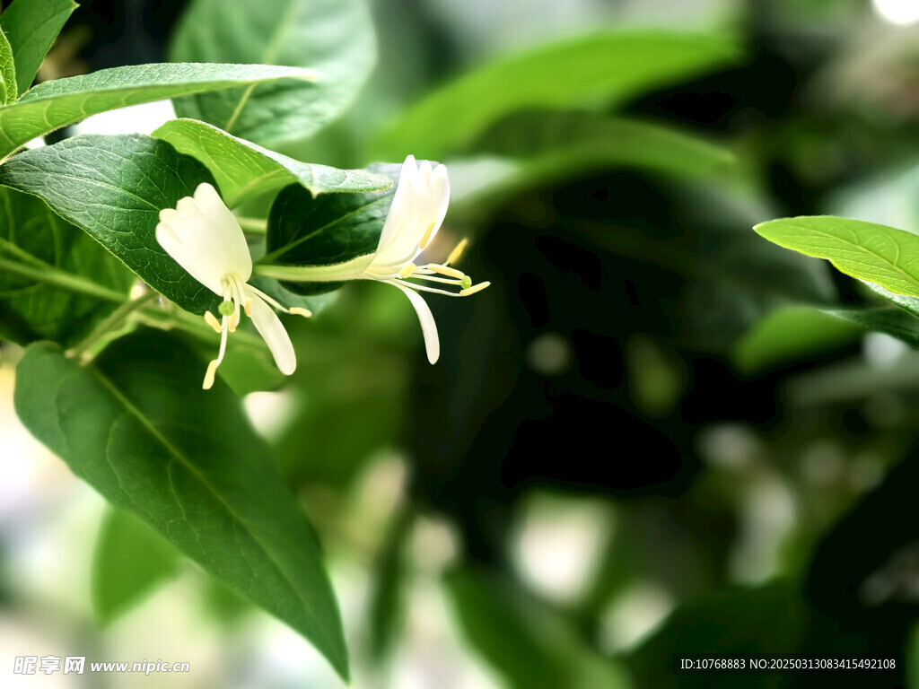 金银花