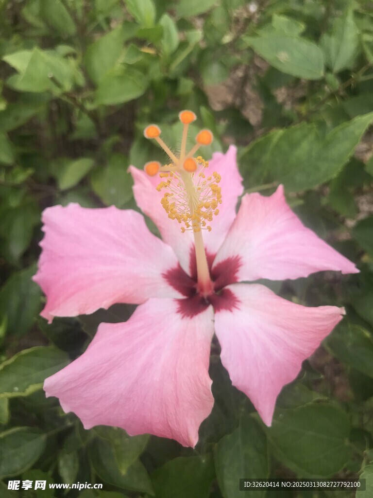 朱槿花 大红花