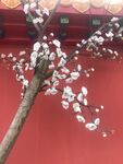 梅花