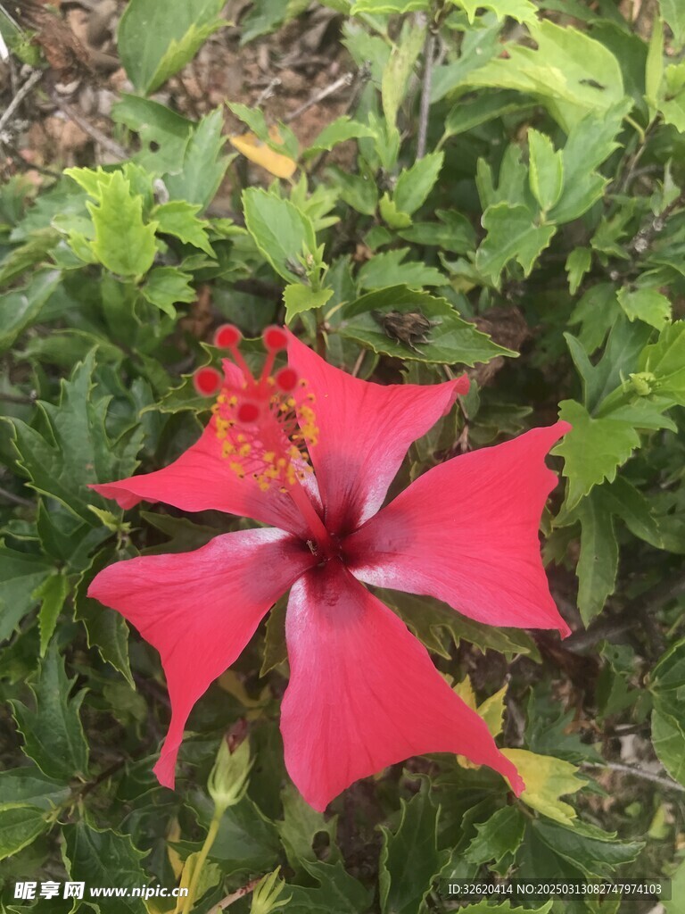 朱槿花 大红花