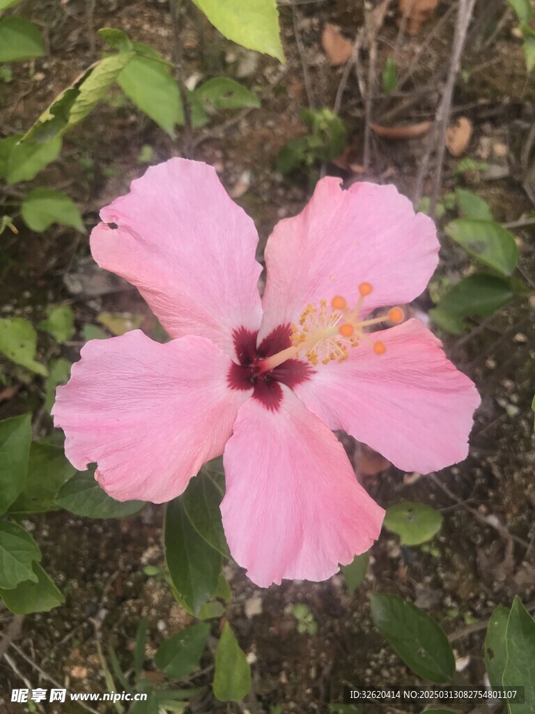 朱槿花 大红花