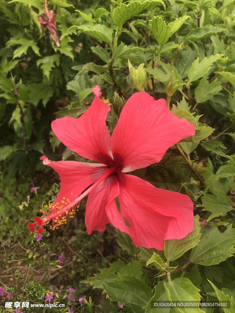 朱槿花 大红花