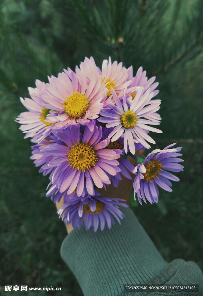 雏菊野菊菊花