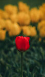 郁金香鲜花