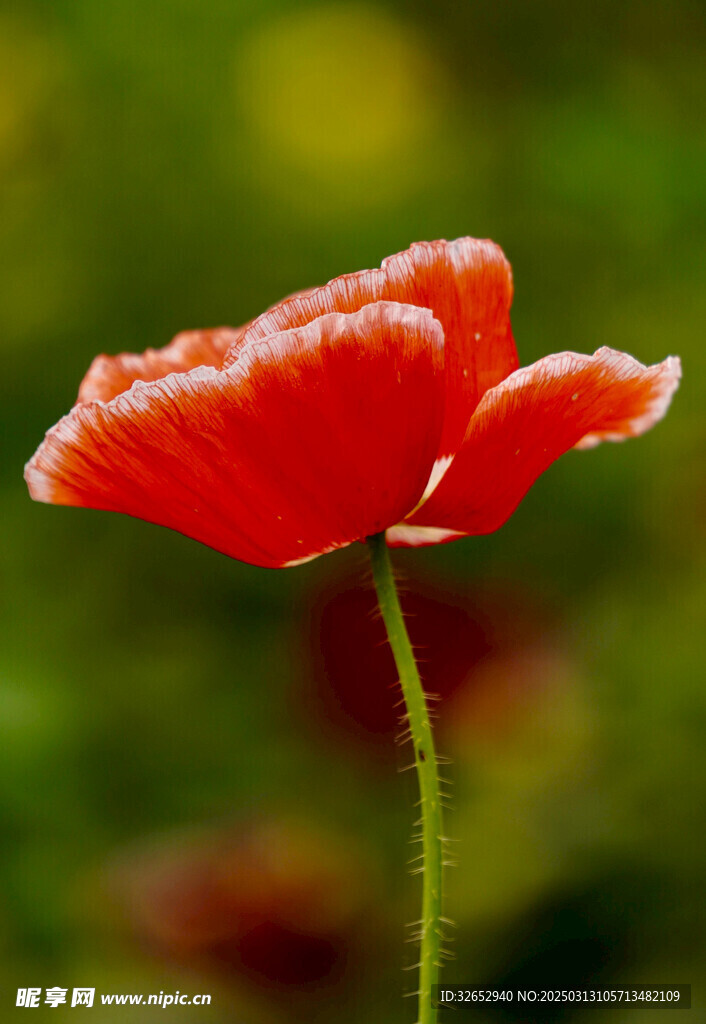 虞美人鲜花花朵