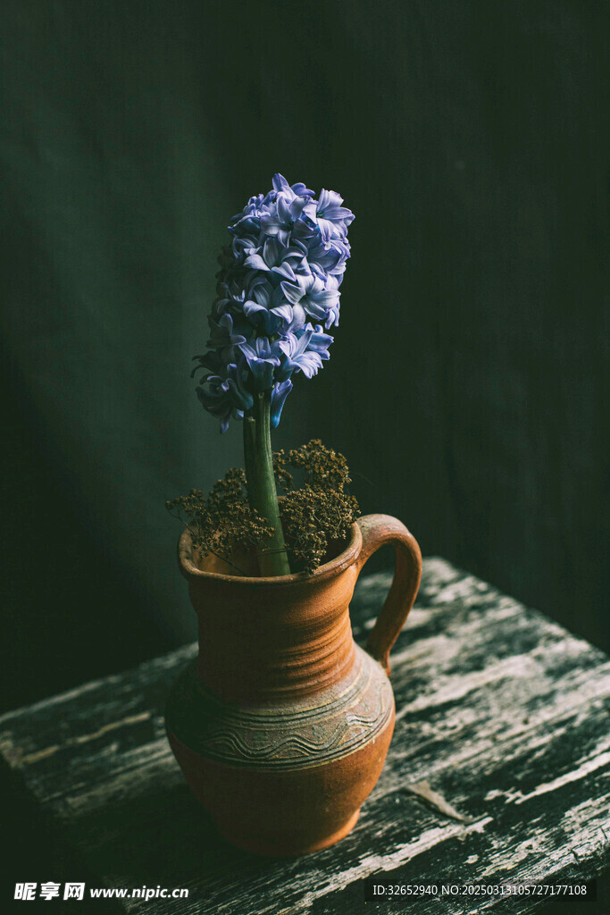 风信子鲜花