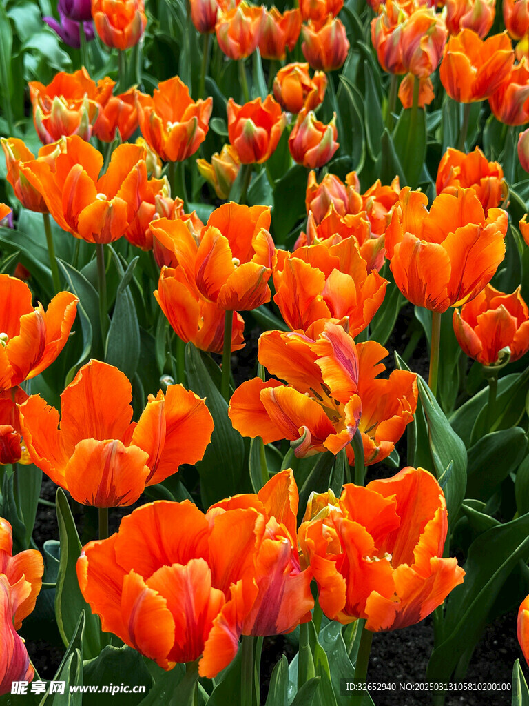 郁金香花海