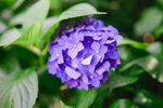 绣花球八仙花鲜花