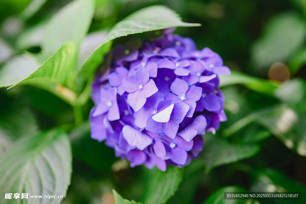 绣花球八仙花鲜花