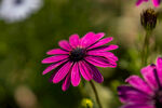 雏菊