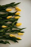 郁金香鲜花
