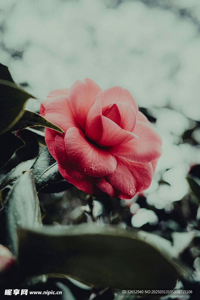 鲜花玫瑰花月季