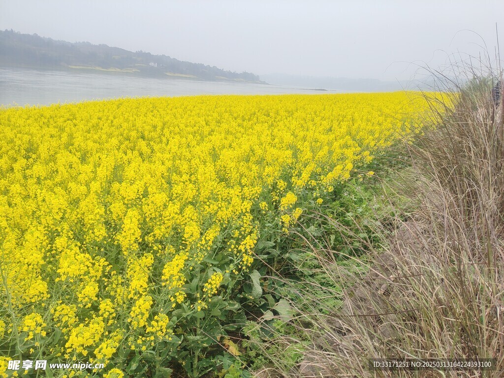 油菜花