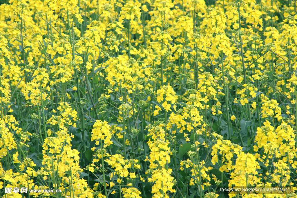 油菜花