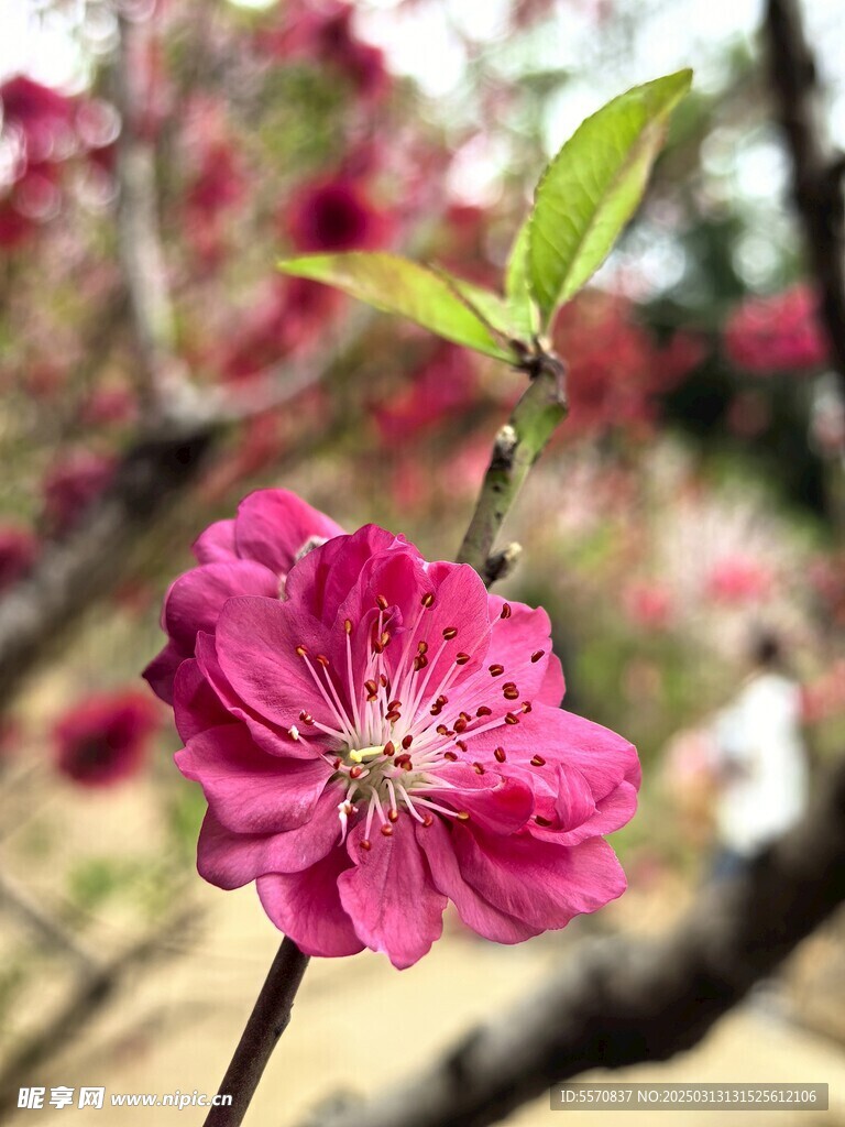 桃花