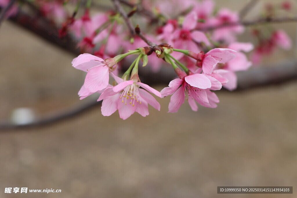 樱花