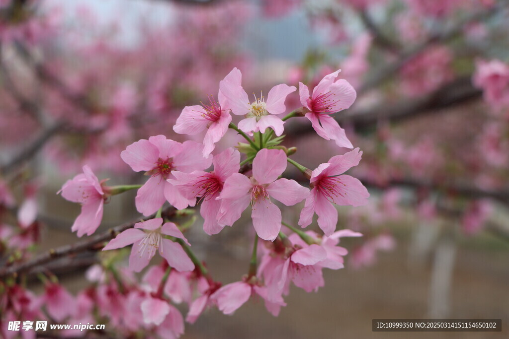 樱花