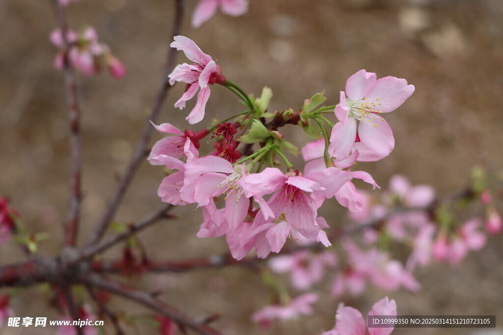 樱花