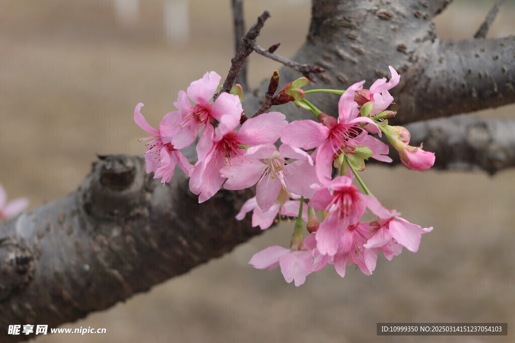 樱花