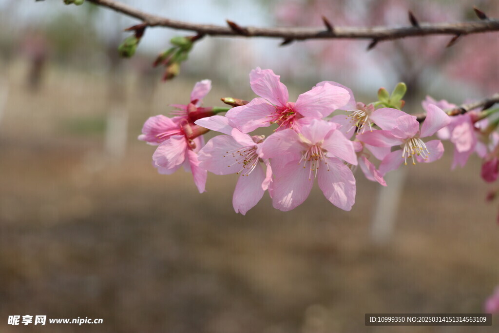樱花