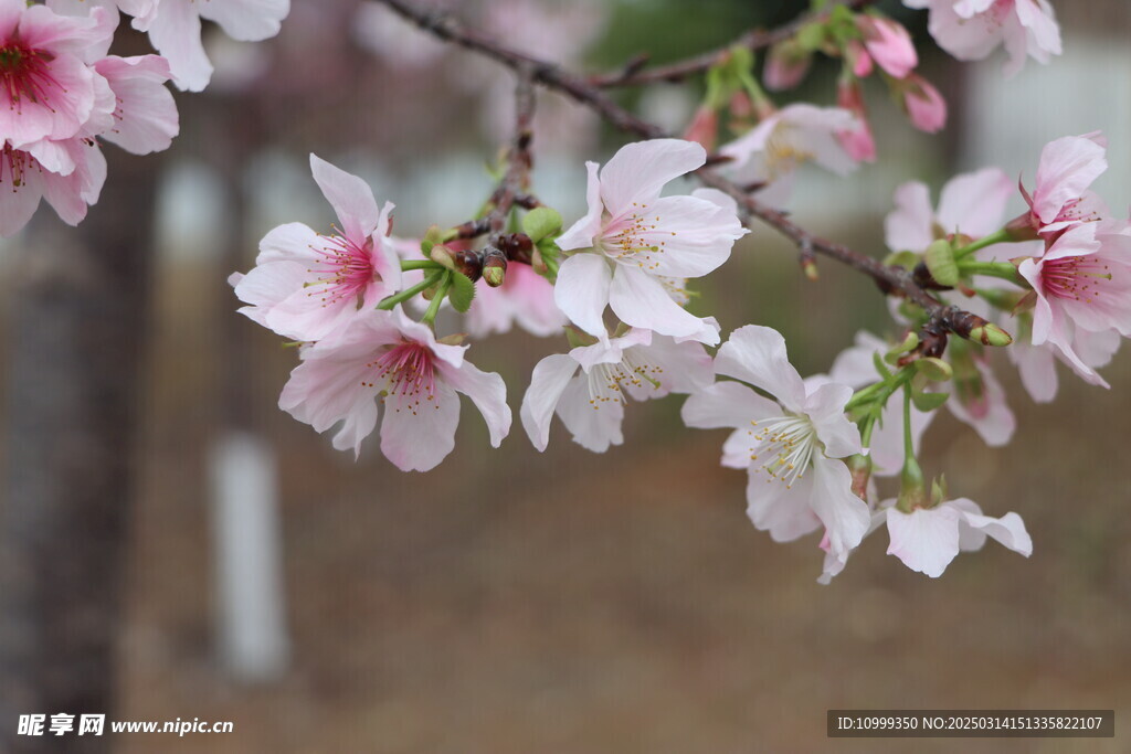 樱花