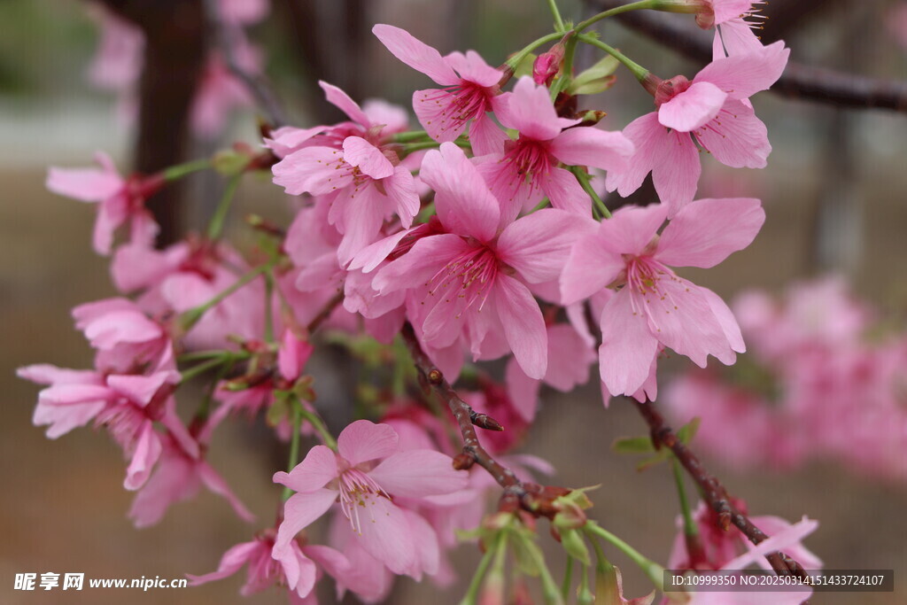 樱花