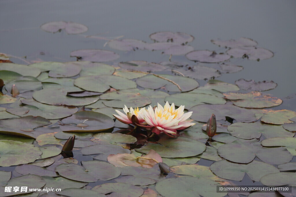 水莲花开