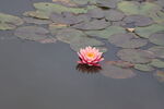 水莲花开