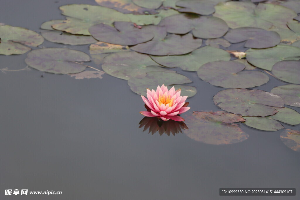 水莲花开