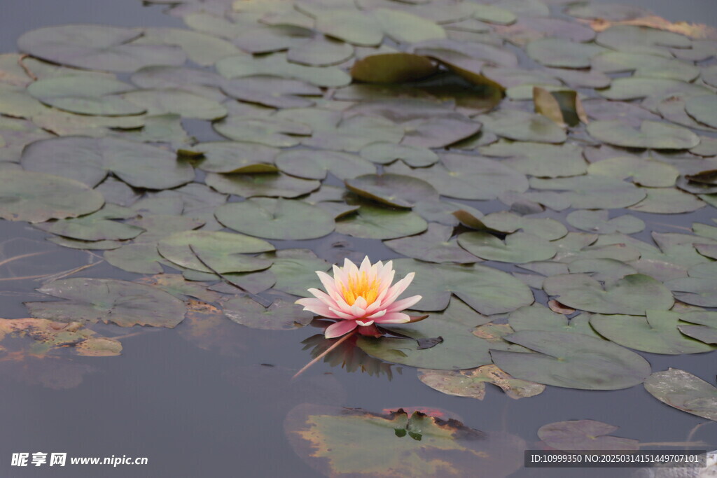 水莲花开