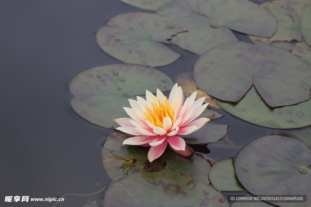 水莲花开