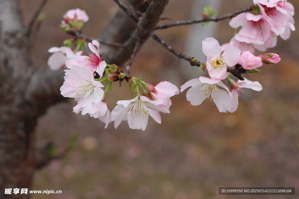樱花