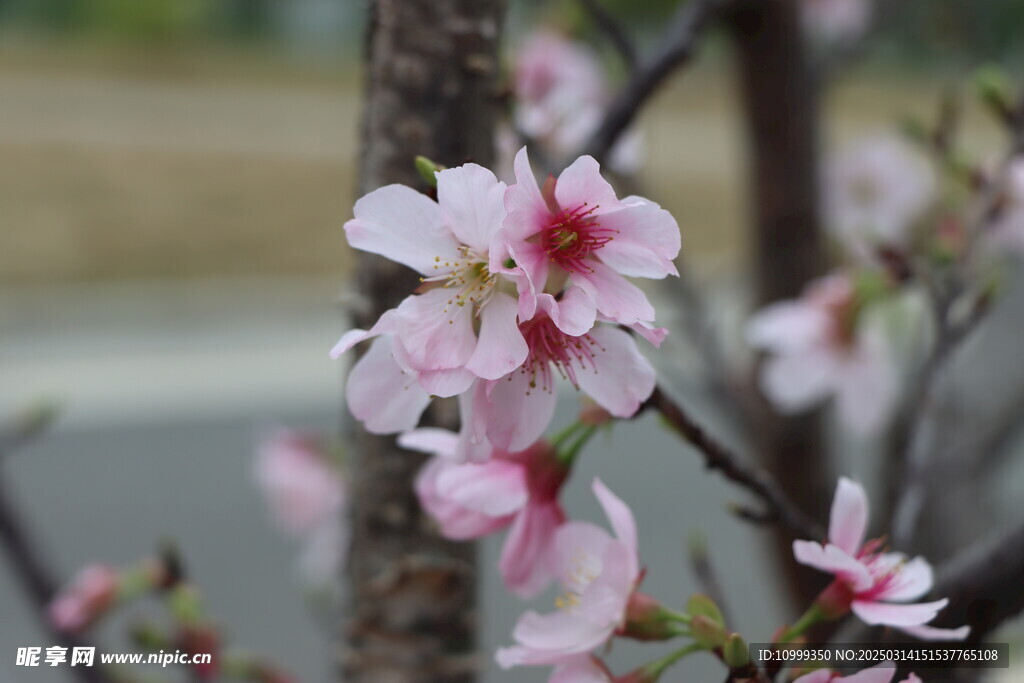 樱花
