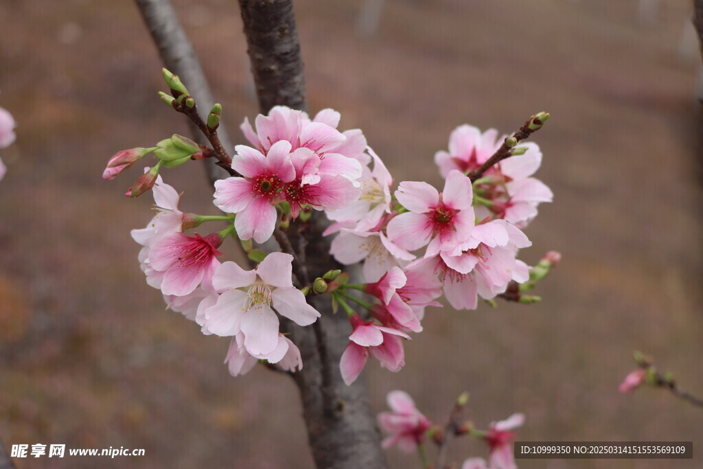 樱花