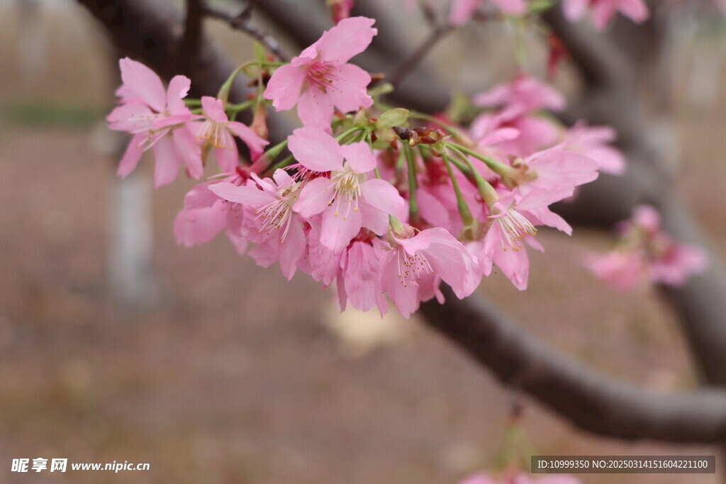 樱花