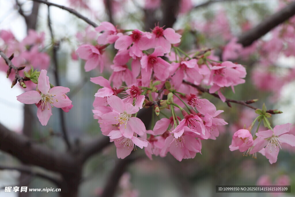 樱花