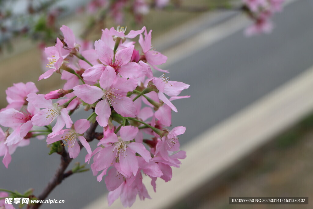 樱花