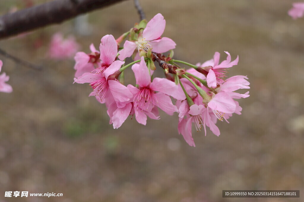 樱花