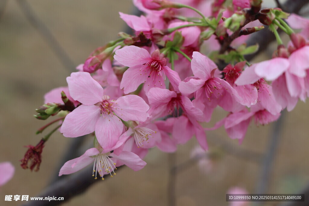 樱花