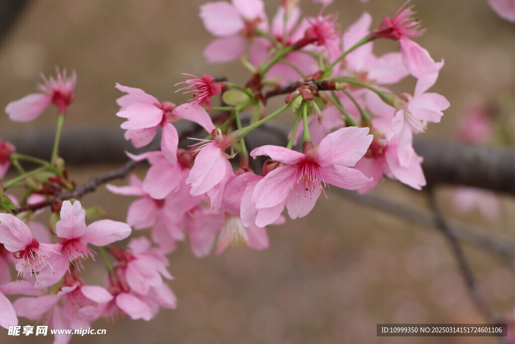 樱花