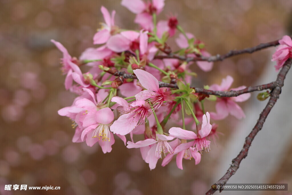 樱花