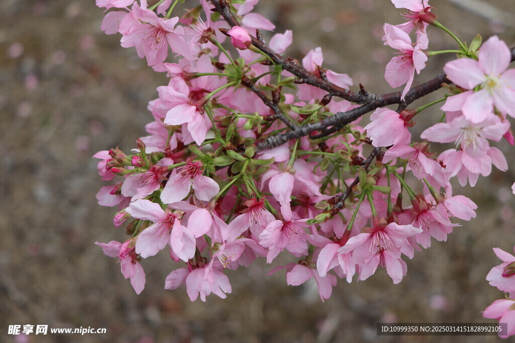 樱花