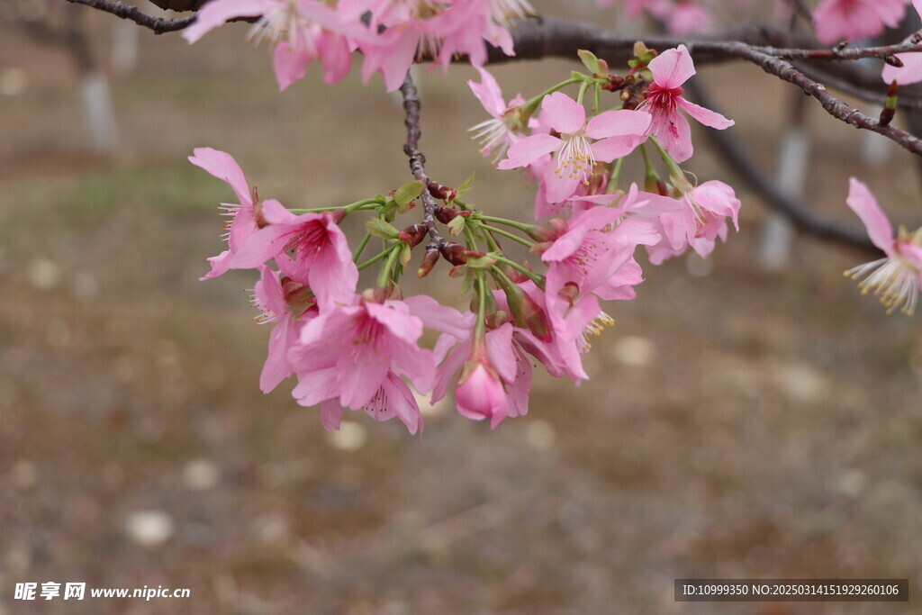 樱花