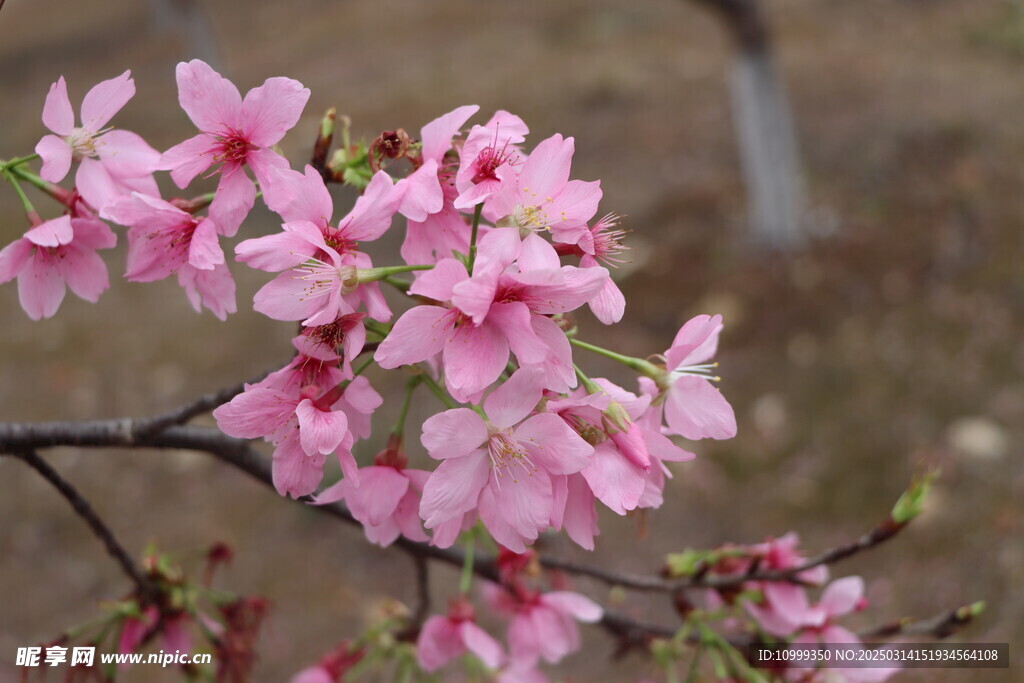 樱花