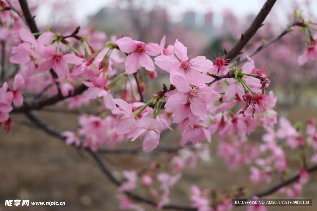 樱花