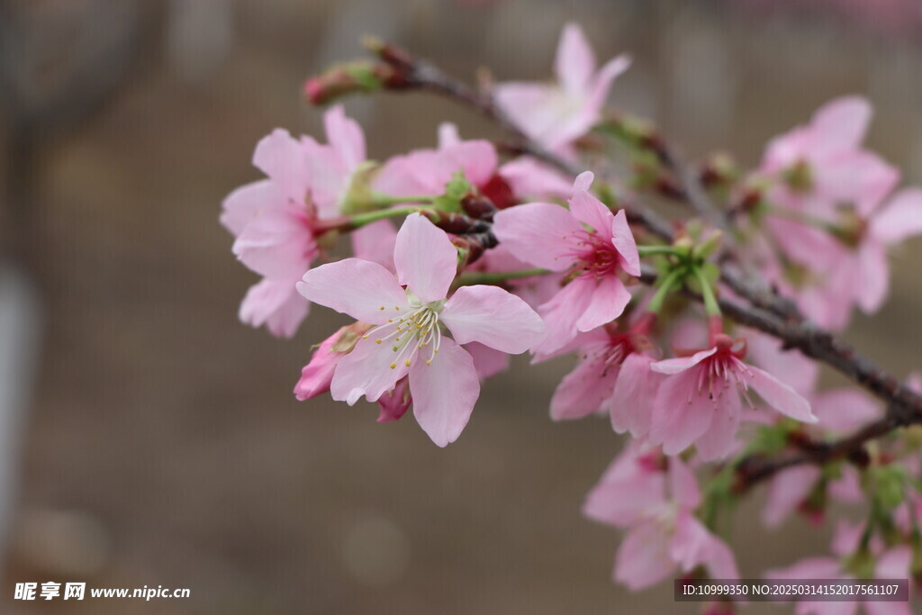 樱花